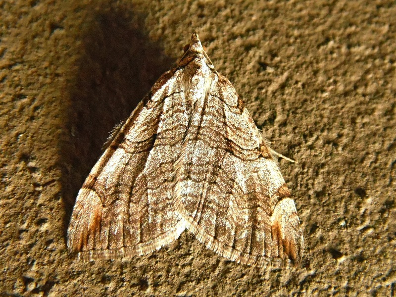 Aplocera plagiata in ritardo?